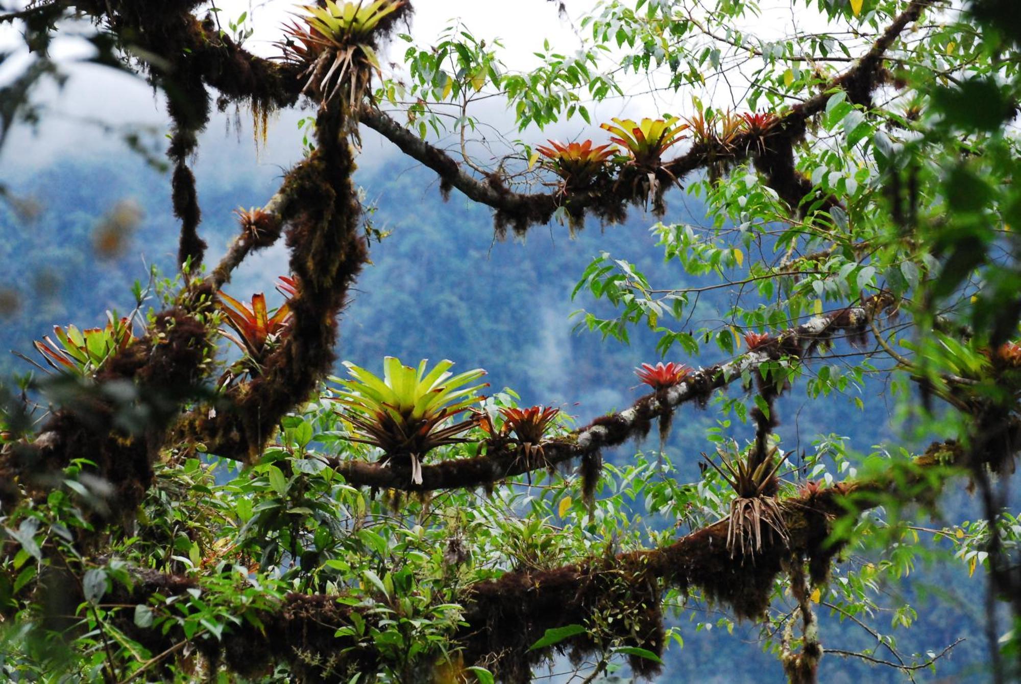 Bellavista Cloud Forest Lodge & Private Protected Area Tandayapa Εξωτερικό φωτογραφία